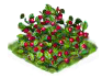 raspberry_Icon.png
