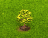 redsnakebarkmaple_upgrade_0.gif