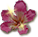 reward_07_ceibaflower[1].png
