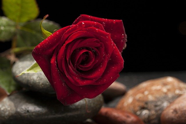rose-2411834_640.jpg