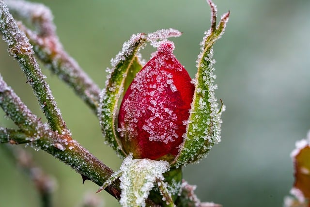 rose-g90ee4b37b_640.jpg