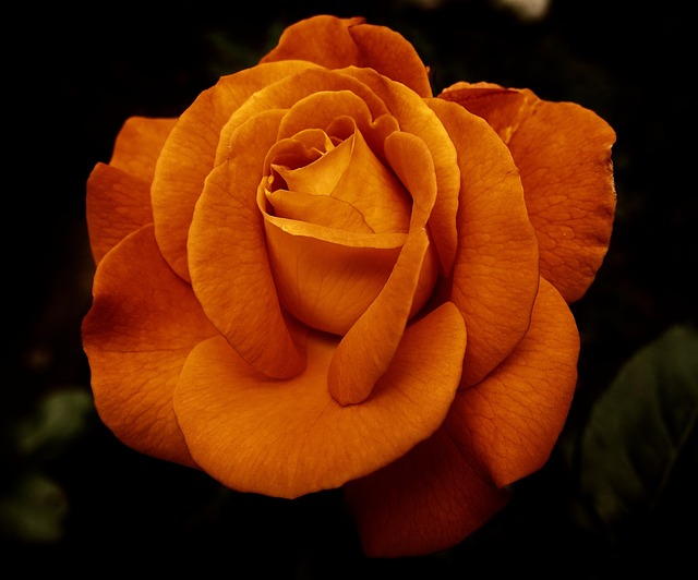 rose-g9b4c98ff2_640.jpg