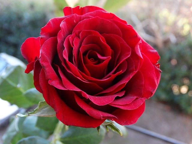 rose-gccdb0498f_640.jpg