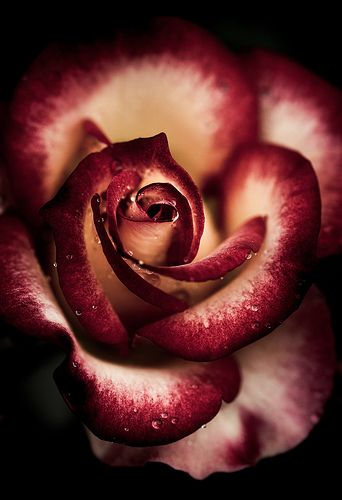 Rose.jpg