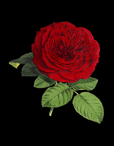 rose.png
