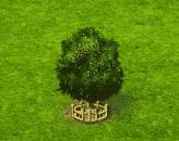 Rosenkranz-Pappel XXL.gif