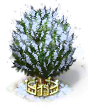 Rosenkranz-Pappel xxl.png