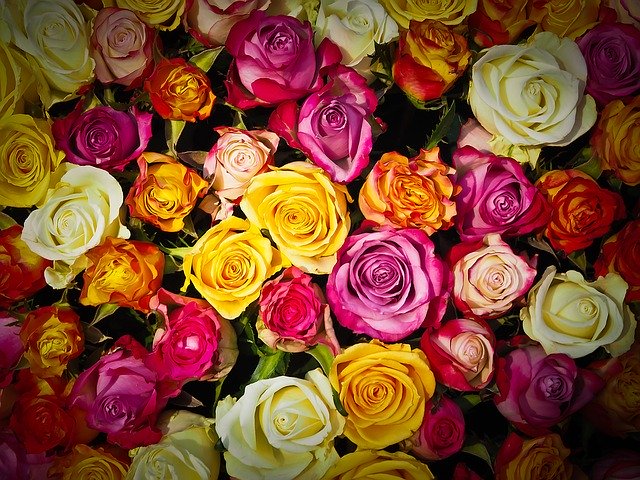 roses-1229148_640.jpg