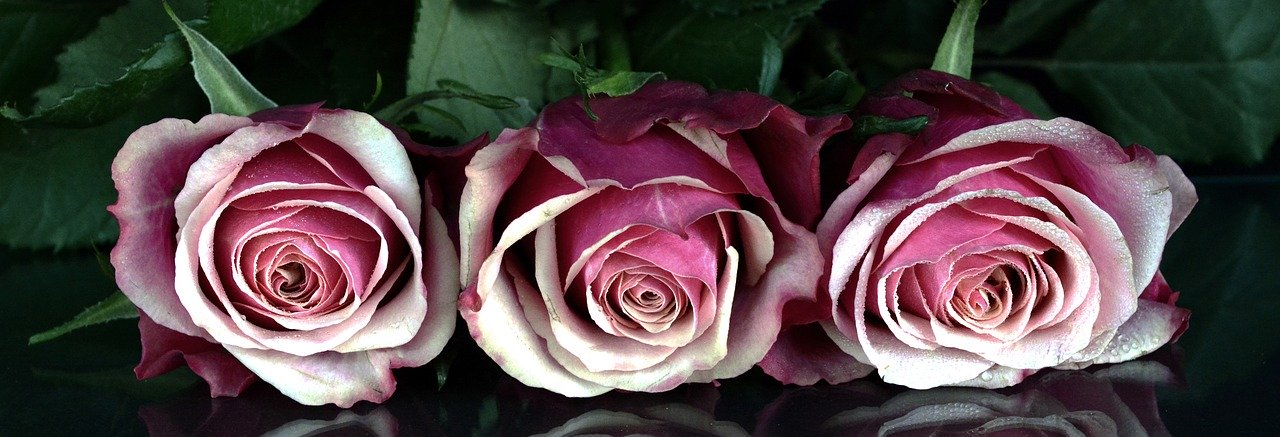 roses-1706448_1280.jpg