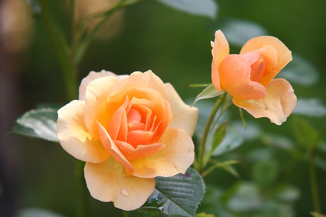 roses-616013_640.jpg