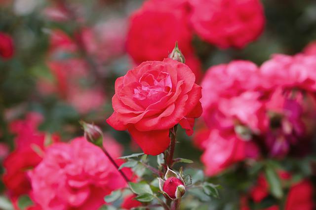 roses-g29cdc4029_640.jpg