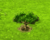 royalpoinciana_upgrade_0.gif