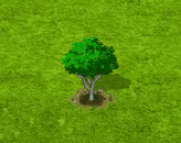 Südbuche.gif