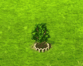 sainthelenaolive_upgrade_1.gif