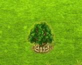 sainthelenaolive_upgrade_2.gif