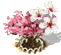 sakuraupgrade1[1].png