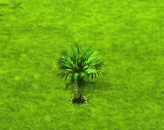 Salakpalme.gif