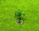 Salakpalme XL.gif