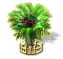 Salakpalme xxl.png