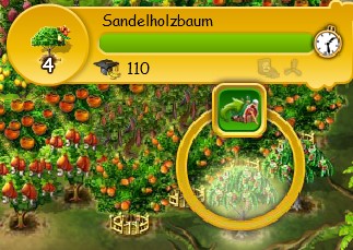 Sandelholzbaum ernten.jpg