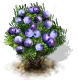 Schlehe.png