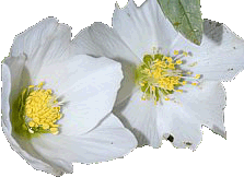 schneerose2.gif