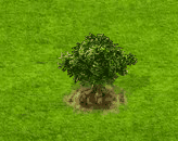 Seidenakazie.gif