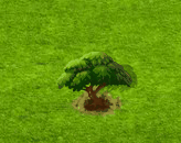 Seidenbaum.gif