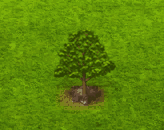 sessileoak_upgrade_0.gif
