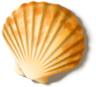 shell_01[1].png