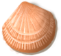 shell_02[1].png