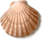 shell_03[1].png
