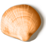 shell_04[1].png