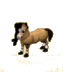 shetlandHorse.png