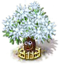 Silberblattbaum xxl.png