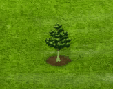 silverbirch_upgrade_0.gif