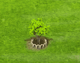 silverwattle_upgrade_1.gif