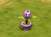 Singende Tulpe.gif