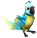 skyblueParrot.png