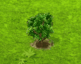 soapberry_upgrade_0.gif