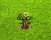 socotradragontree_upgrade_0.gif