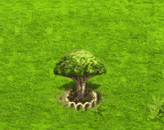 socotradragontree_upgrade_1.gif