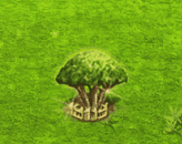 socotradragontree_upgrade_2.gif