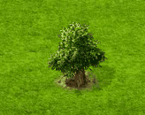 Speierling.gif