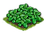 spinach_Icon.png