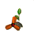 SSDEichensetzling.PNG