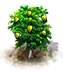 Stachelannonenbaum.png