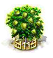 Stachelannonenbaum XXL.png