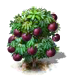 Sternapfelbaum.png