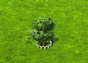 Sternapfelbaum XL.gif